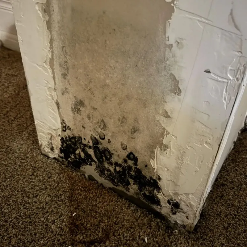 Professional Mold Removal in Dickens, TX